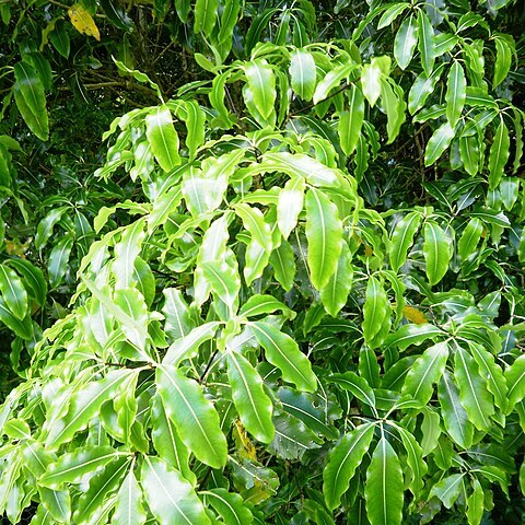 Pittosporum eugenioides unspecified picture