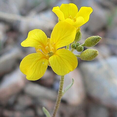 Physaria tenella (a.nelson) o'kane unspecified picture