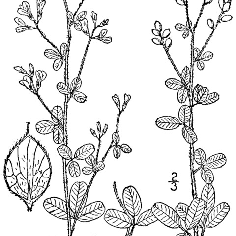 Lespedeza procumbens unspecified picture