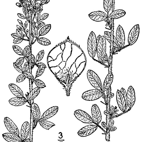 Lespedeza stuevei unspecified picture