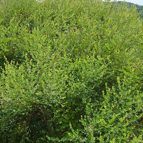 Lespedeza cyrtobotrya unspecified picture