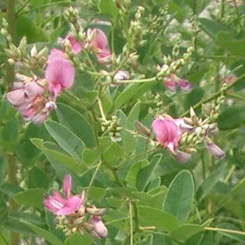 Lespedeza unspecified picture