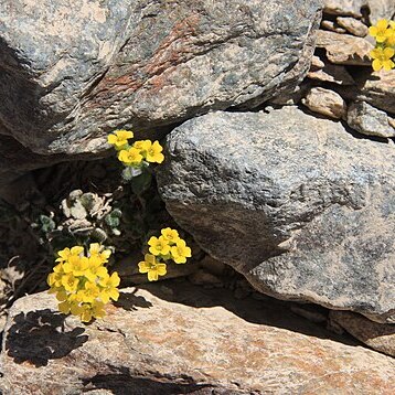 Draba lemmonii unspecified picture