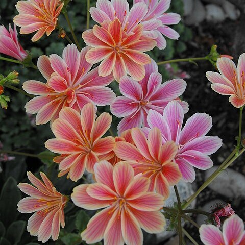 Lewisia cotyledon unspecified picture