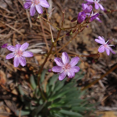 Lewisia leeana unspecified picture