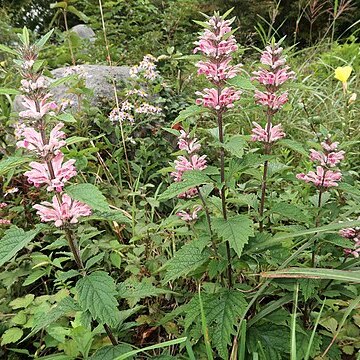 Leonurus macranthus unspecified picture