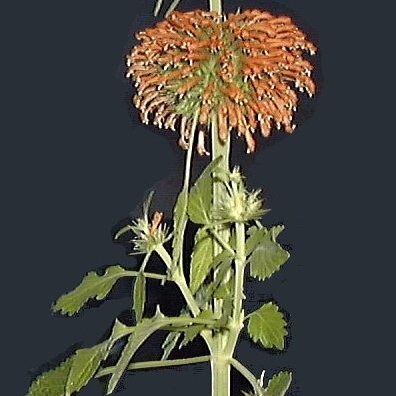 Leonotis unspecified picture