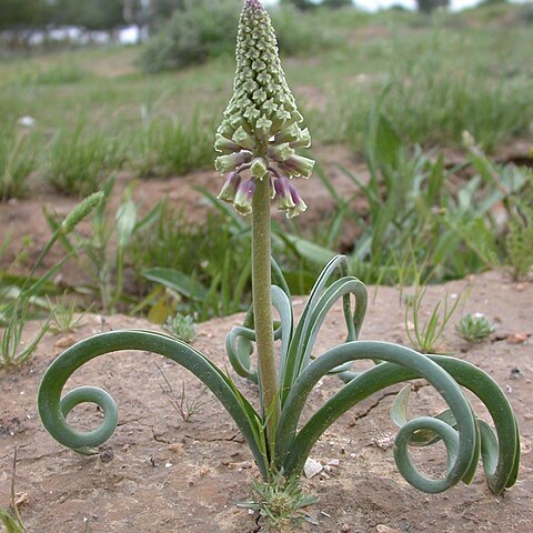 Leopoldia longipes unspecified picture