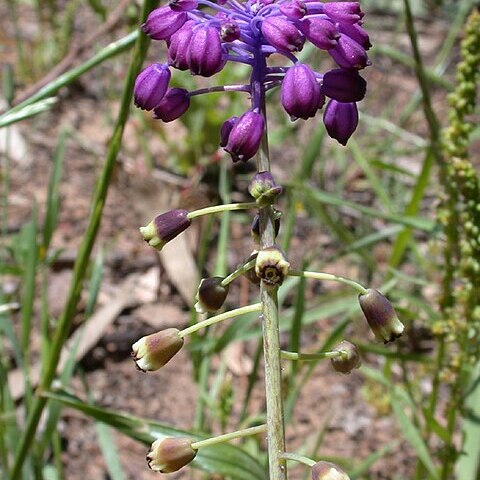 Leopoldia bicolor unspecified picture