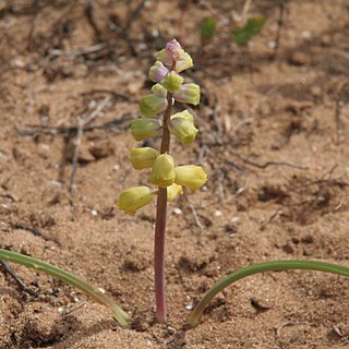 Leopoldia gussonei unspecified picture