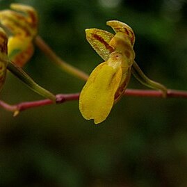 Leochilus labiatus unspecified picture