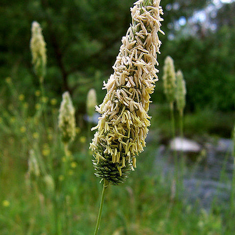 Poaceae unspecified picture