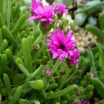 Meyerophytum meyeri unspecified picture