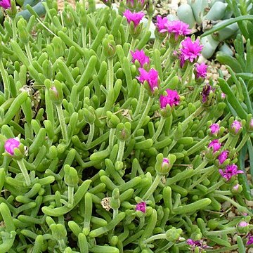 Meyerophytum unspecified picture