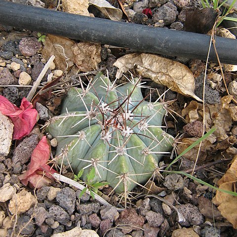 Melocactus azureus unspecified picture