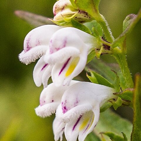 Melampyrum saxosum unspecified picture