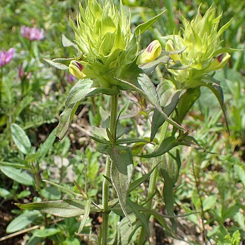 Melampyrum chlorostachyum unspecified picture