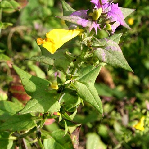 Melampyrum velebiticum unspecified picture