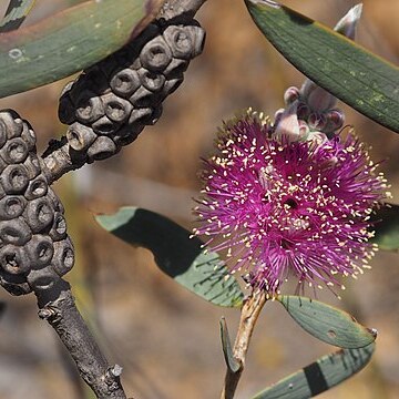 Melaleuca fabri unspecified picture