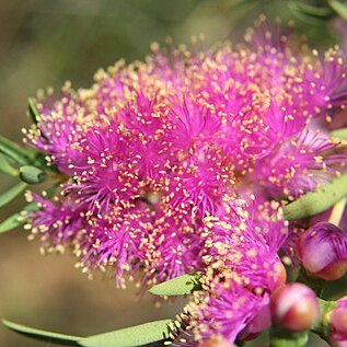 Melaleuca fulgens unspecified picture