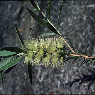 Melaleuca formosa unspecified picture