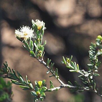 Melaleuca phoidophylla unspecified picture