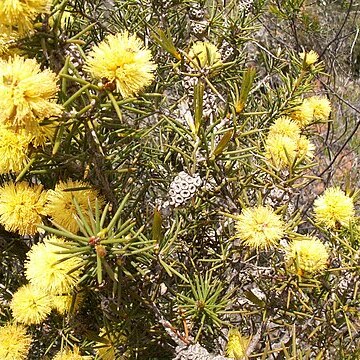 Melaleuca pungens unspecified picture