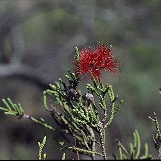 Melaleuca punicea unspecified picture