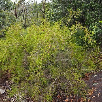 Melaleuca uxorum unspecified picture