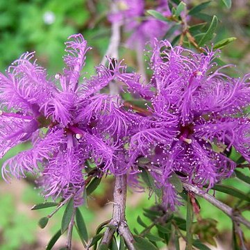 Melaleuca thymifolia unspecified picture