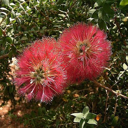 Melaleuca elliptica unspecified picture