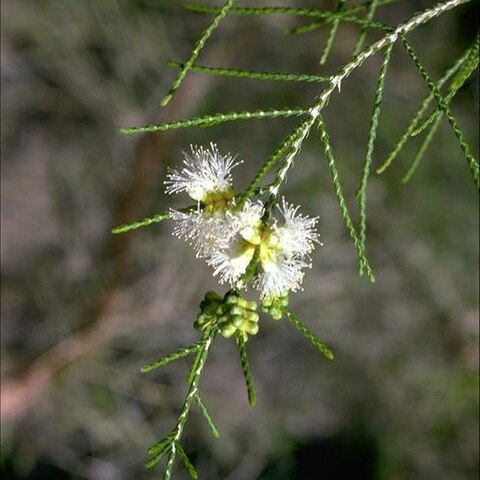 Melaleuca minutifolia unspecified picture