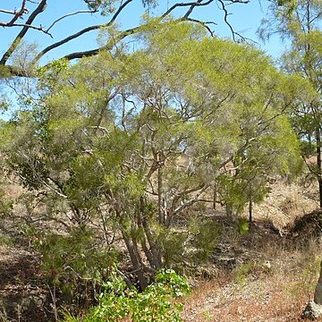 Melaleuca monantha unspecified picture