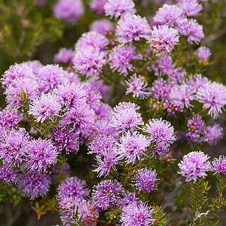 Melaleuca squamea unspecified picture