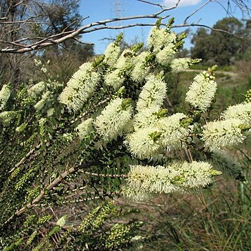 Melaleuca squarrosa unspecified picture