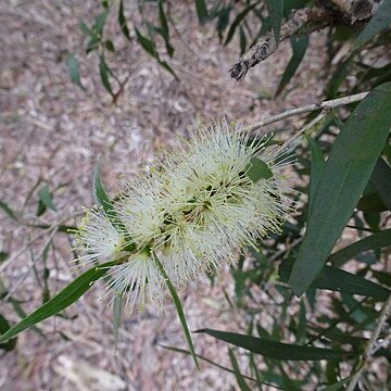 Melaleuca shiressii unspecified picture