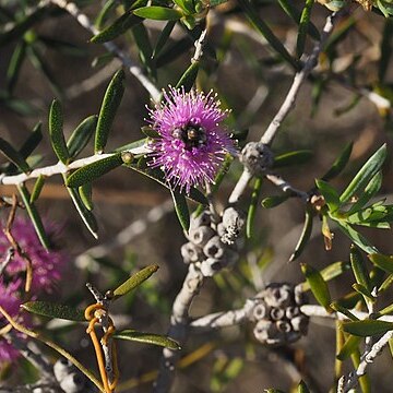 Melaleuca caeca unspecified picture