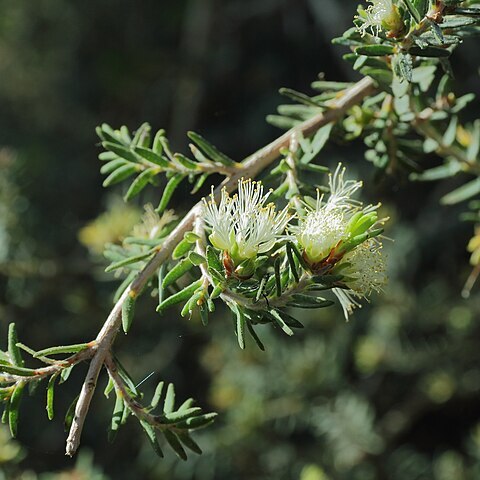 Melaleuca cuticularis unspecified picture