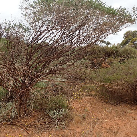 Melaleuca beardii unspecified picture