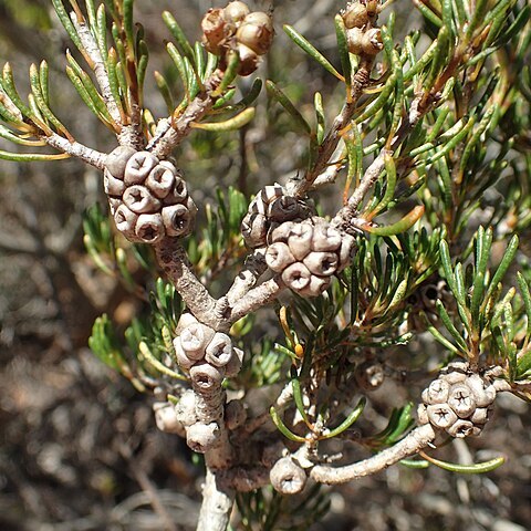 Melaleuca clavifolia unspecified picture