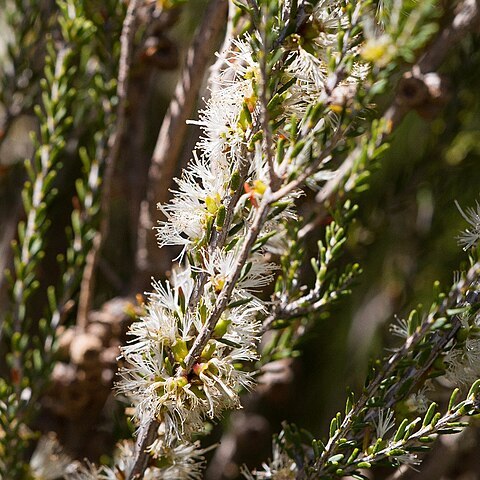 Melaleuca brevifolia unspecified picture