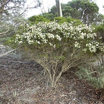 Melaleuca bromelioides unspecified picture