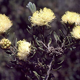 Melaleuca zonalis unspecified picture