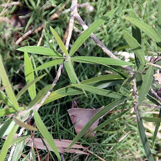 Melaleuca viminalis unspecified picture