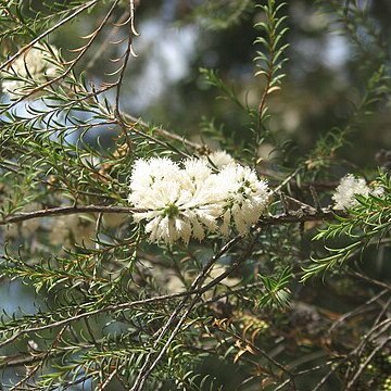 Melaleuca viminea unspecified picture