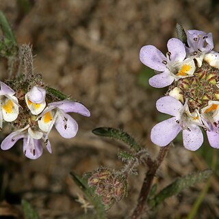 Melanospermum foliosum unspecified picture