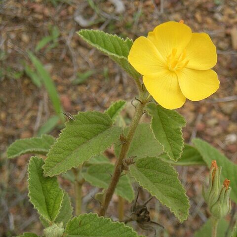 Melhania oblongifolia unspecified picture