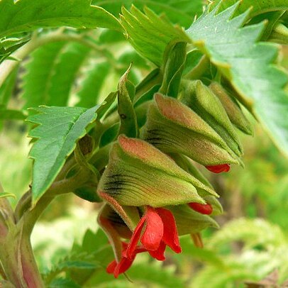 Melianthus comosus unspecified picture