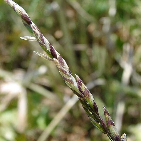 Melica bulbosa unspecified picture