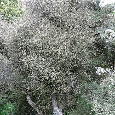 Melicytus flexuosus unspecified picture